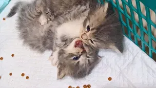 Tiny Kitten try to fight but regrets instantly because the other Kitten is much stronger, so cute!