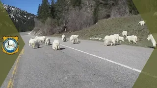 Mountain Goats on Roadway