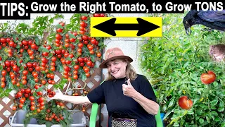 How to Grow TONS of Tomatoes TIPS on Perfect Tomato Plants for SUCCESS * EASY Container Gardening