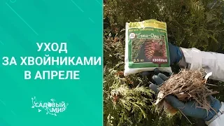 Уход за хвойными растениями в апреле