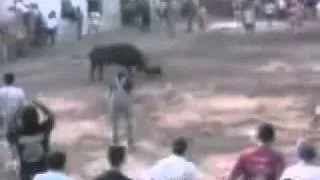 Dog Stops Bull From Killing Man.avi