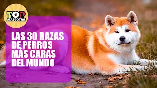 💲LAS 30 RAZAS DE PERROS MAS CARAS DEL MUNDO - 2024💲