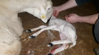 Koyun doğumu nasıl yapılır? #kangal #kangal_akkaraman_koyunu