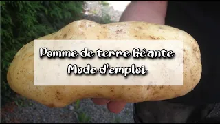 pommes de terre géantes au jardin potager en permaculture variété spunta