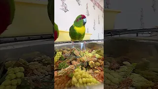 «Мокрая копошилка» или зеленая купалка попугаям) #попугай #parrots #теремпопугая