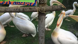 Пеликаны в зоопарке, г. Киев  Pelicans in the zoo, Kiev