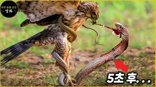 새가 뱀을 몇 초 만에 사냥하는 30가지 사나운 순간 | 싸우는 동물