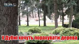 У Дубні хочуть порахувати дерева