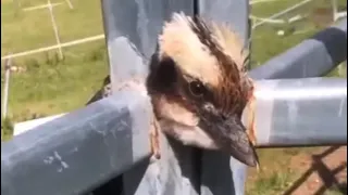 Птенец застрял головой в заборе! Удивительные видео  Спасения животных!