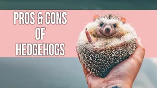Pros and Cons of Hedgehogs as Pets