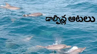 డాల్ఫిన్ల ఆటలు ll Amazing Wild Dolphins doing Spinner Jumpings ll Machilipatnam ll by ramstammu ll