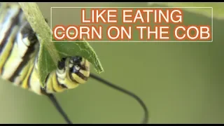 The Life Cycle of Monarch Butterflies [NARRATED]