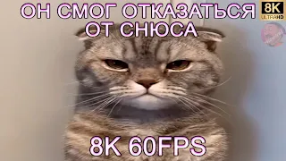 ОН СМОГ ОТКАЗАТЬСЯ ОТ СНЮСА 8K 60FPS