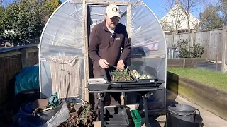 Allotment Update 7/3/23 - Planting early potatoes, sowing tomatoes ,celery,beetroot and pricking out