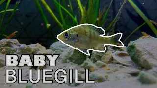 Micro fishing for BABY Bluegill! “New tank PET”