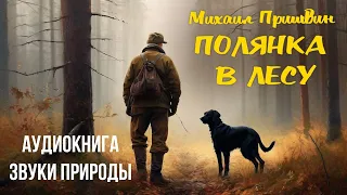 Михаил Пришвин. Полянка в лесу. Аудиокнига. Звуки природы.