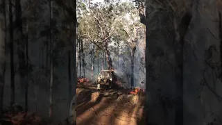 D7 dozer pushing dangerous tree over