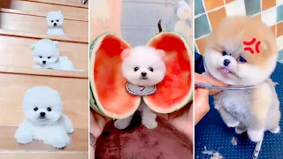 Tik Tok Chó Phốc Sóc Mini 😍 Funny and Cute Pomeranian #398