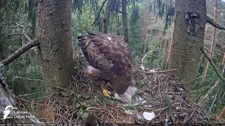 Mazais ērglis , ligzda eglē, Zemgale-Latvia 06.06.2024 13:19