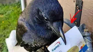 Crow Leaves Man Gifts Every Week For 8 Years Until He Notices Something's Wrong