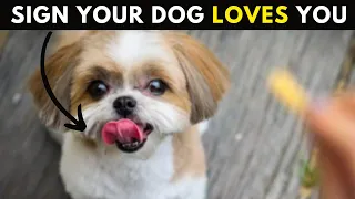 15 Pure Signs Your Dog Really Loves You  But You Don't Understand