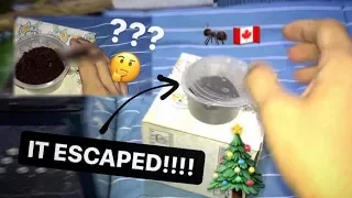 AntsCanada BOUGHT me a NEW PET (.. and it kinda RAN AWAY) !!! ~ MERRY CHRISTMAS !!!