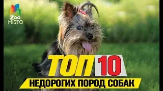 Топ 10 недорогих пород собак | Top 10 Inexpensive Dog Breeds
