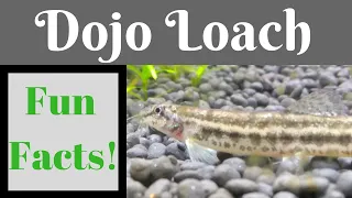 Dojo Loach Fun Facts