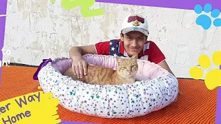 Easy Simple Diy Pet Bed #Diy #Cat 😻 Bed#Dog 🐶 Bed #Up Cycling idea #Sewing Tutorial #Reversible