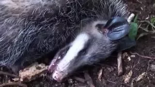 The Common Opossum-A Marvel of Adaptation