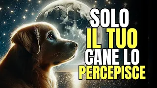 12 COSE INCREDIBILI CHE SOLO IL TUO CANE PUO’ PERCEPIRE