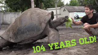 Feeding Giant Tortoises! 104 Years old!