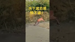 天下武功！唯快不破！鳄鱼快也没鹿反应快！Crocodiles are slowly than deer!/爱の分享~动物篇