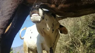 Big Cow And big white bull drinking milk |bull breeding milk|bull breeding cow milk |desi bull cow