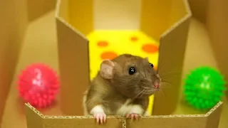 How to Build Amazing Octagonal Labyrinth for Two Pet Rats