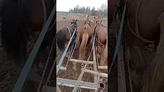 Подсев культурного пастбища