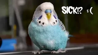 Some sick bird symptoms