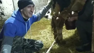 Отёл первотёлки//Как раздоить корову.