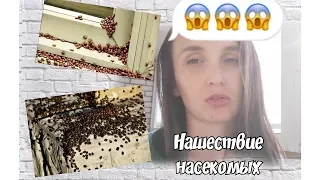 Что делать если нас атакуют насекомые? Божьи коровки