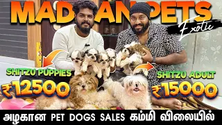 🔥 Shitzhu Puppies கம்மி விலையில் 😱💯 #shortsfeed #dogsales #petdog #shitzu #jigarthanda2 #friendlydog