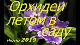 Обзор орхидей летом в саду. Холодные ночи. Новые орхидеи .