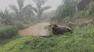 Rain in a Beautiful and Cool Village || Atmosphere of an Indonesian Mountain Village || Sleep Fast