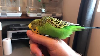 Kiwi the budgie talks to my fingernail for 2 minutes