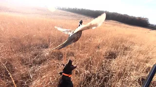 Pheasant Hunting with GSP Puppy 2