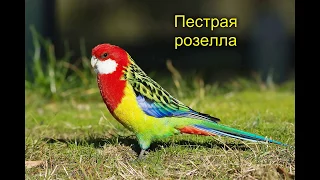 ТОП 17 САМЫХ РЕДКИХ ПОРОД ПОПУГАЕВ   TOP 17 MOST REDRICH BREEDS OF PARROTS