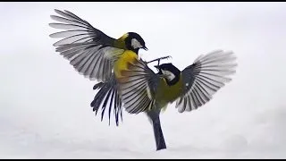 Синица большая (Parus major) | Film Studio Aves