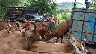 Multirão de Aração de Terra de  Minas Gerais sitio Pinhão Grande do Valdir (parte 1)