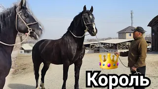 черный ⚫️ КОРОЛЬ 👑 ОШТО