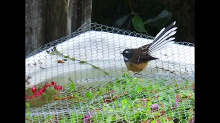 Bird bath ~ Fantail ~ New Zealand