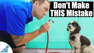 The BIGGEST Mistake People Make With A Puppy Training House Line